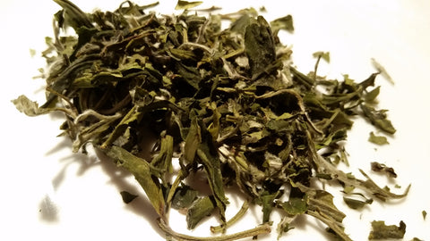 Organic white tea China Pai Mu Tan